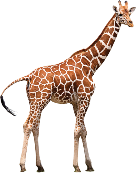 Жираф на белом фоне