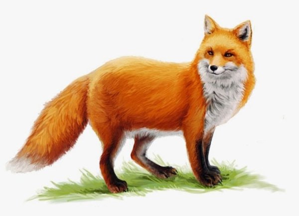 Лиса на прозрачном фоне