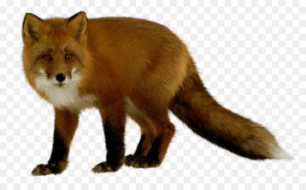 Лесные звери на прозрачном фоне