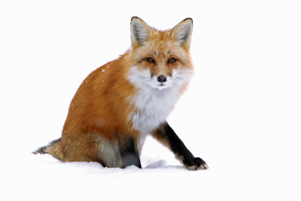 Лиса картинка