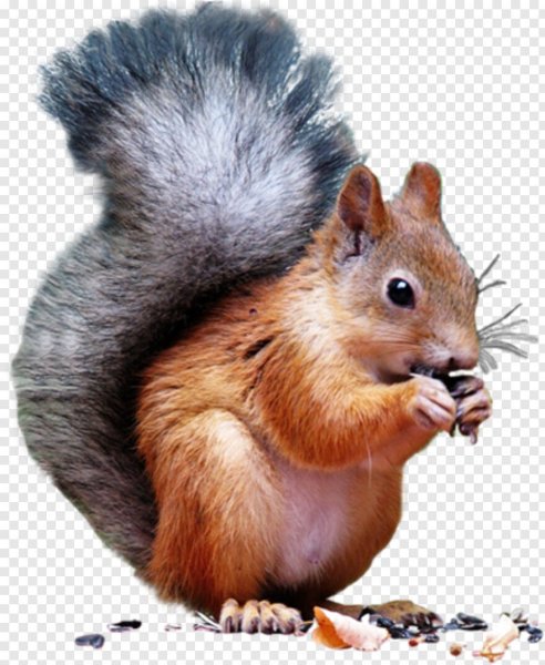 Белка на белом фоне