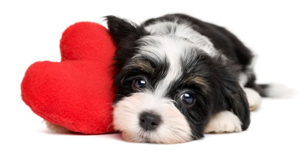 Сердце собаки среднего размера