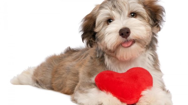 Собачка с сердечком