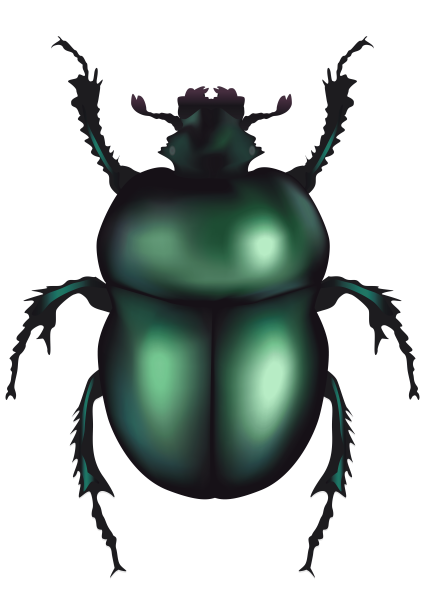 Жуки скарабеи Майский Жук