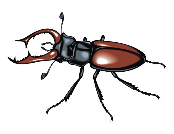 Жук Рогач иллюстрация
