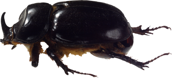 Насекомые на прозрачном фоне