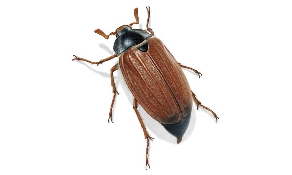 Жук хрущ для детей