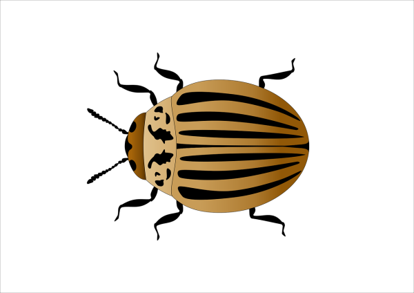 Колорадский Жук на белом фоне