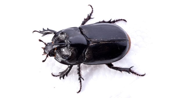 Жучок на белом фоне