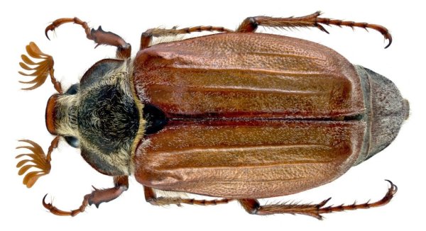 Майский Жук хрущ рисунок