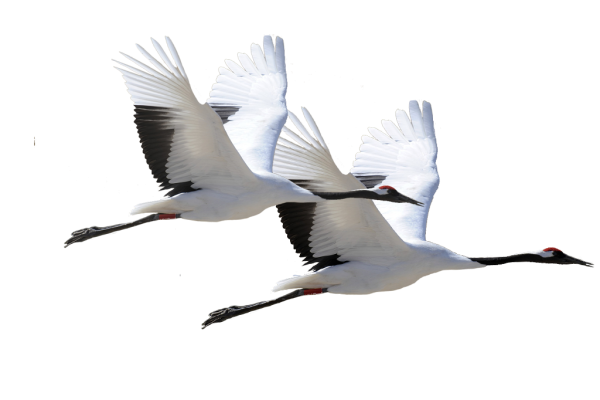 Белый журавль