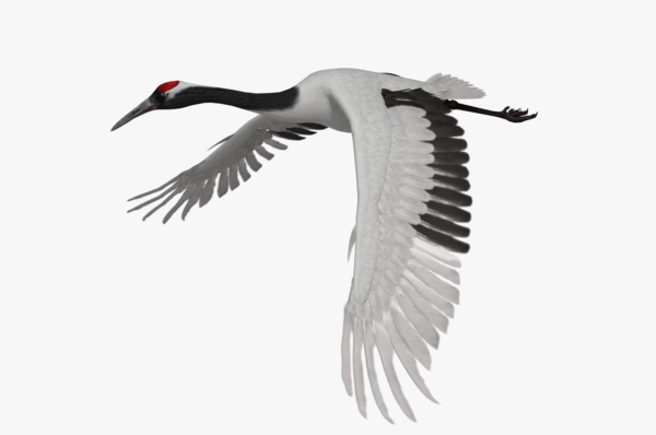 Журавль картинка для детей на прозрачном фоне