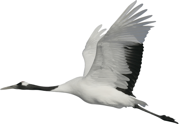 Журавли летящие белые без фона