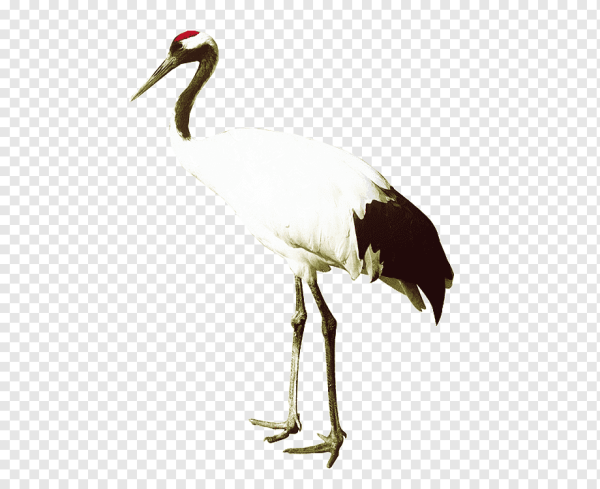 Стерх на белом фоне