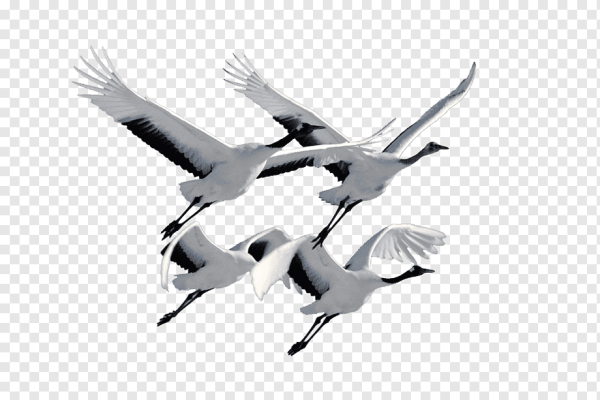 Журавли летят на прозрачном фоне