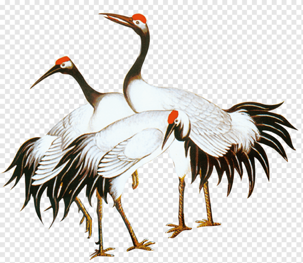 Стерх на белом фоне