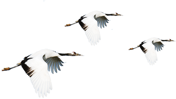 Стая журавлей на белом фоне