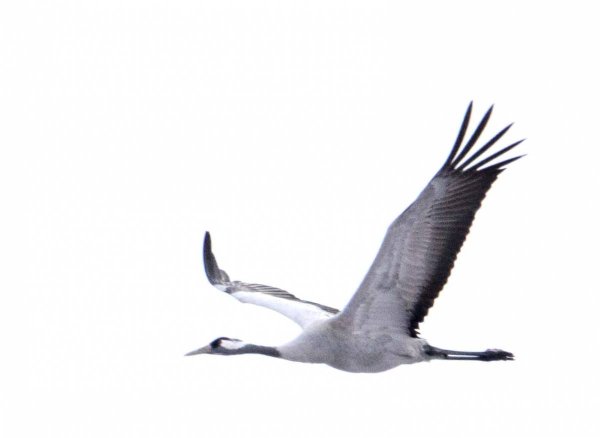 Журавль без фона