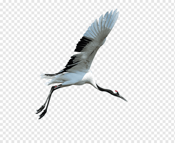 Стерх на прозрачном фоне