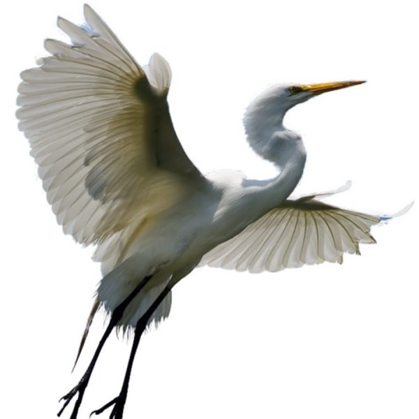 Летят Журавли