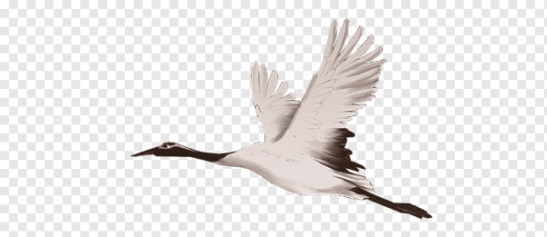 Журавль без фона