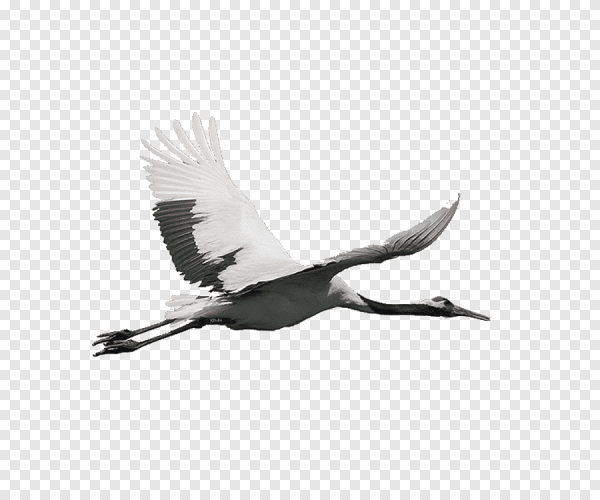 Серый журавль на прозрачном фоне