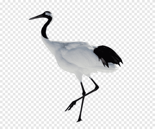 Журавль на белом фоне