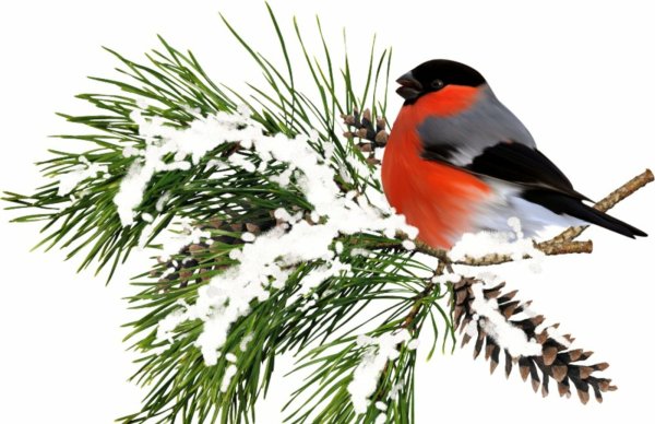 Снегирь на еловой ветке