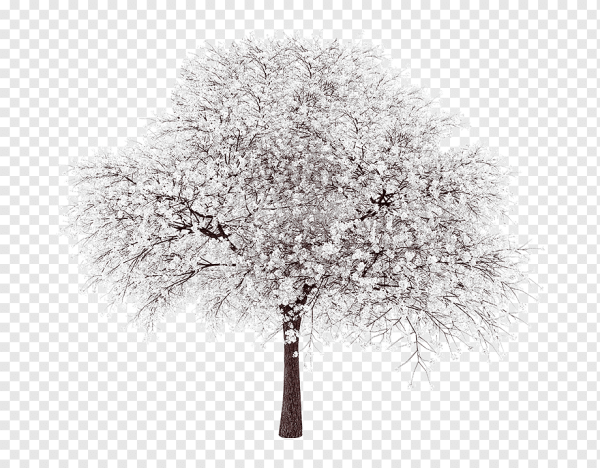 Дерево в снегу на прозрачном фоне