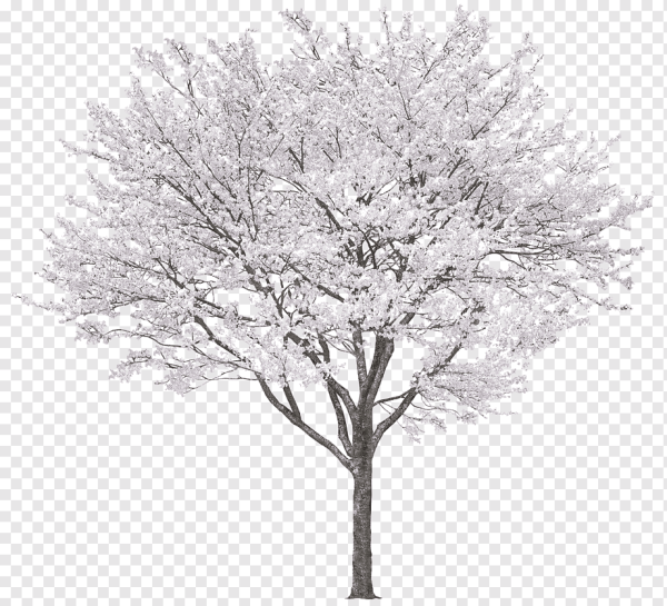 Зимнее дерево на прозрачном фоне