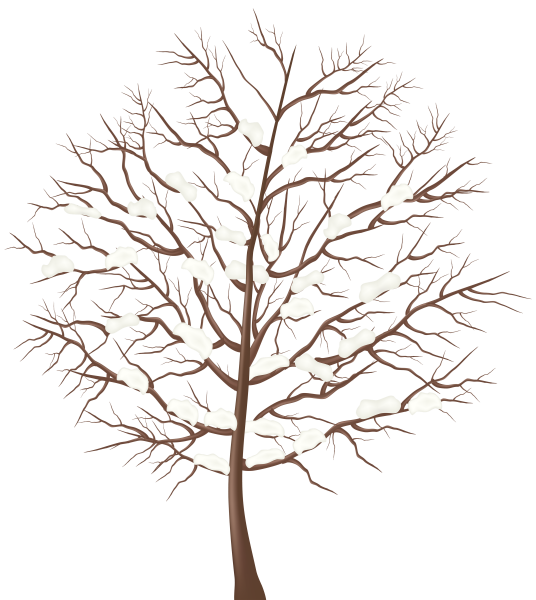 Яблоня без листьев