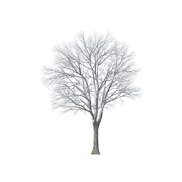 Дерево в снегу без фона