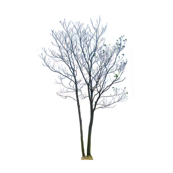 Зимнее дерево на прозрачном фоне