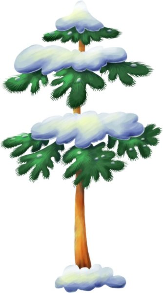 Сосна зимой для детей