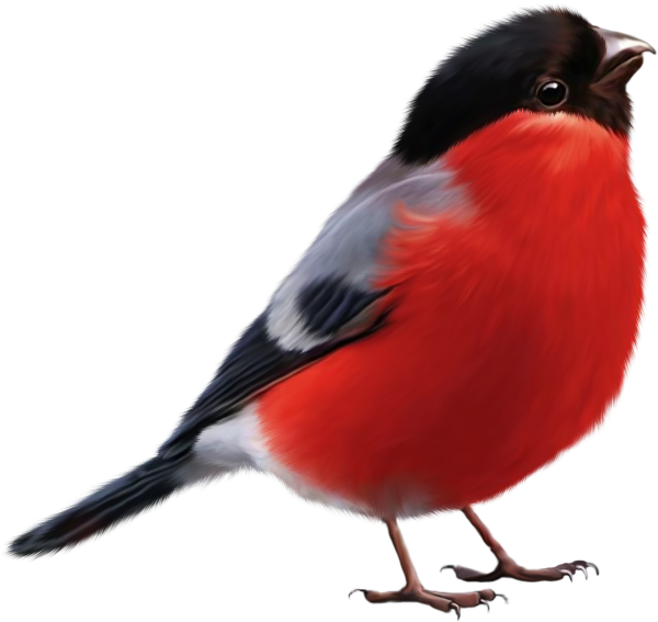 , Снегирь, синица, ворона сорока