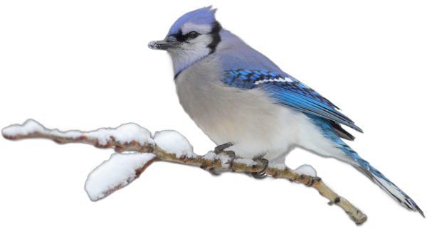 Зимующие птицы на прозрачном фоне