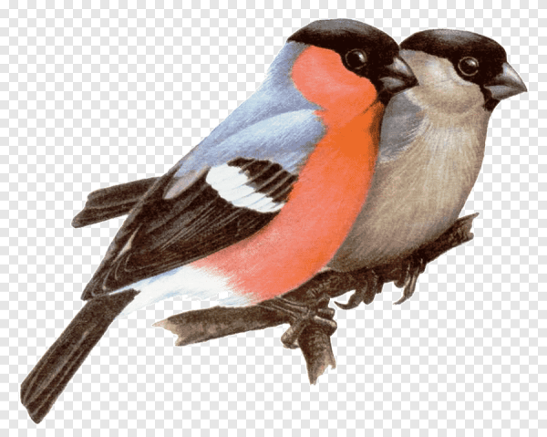 Снегирь птица