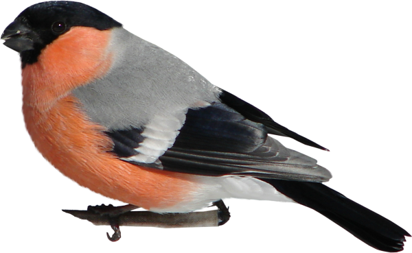 Клест Снегирь Зяблик