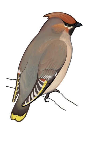 Свиристель для детей