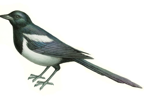 Сорока Перелетная птица