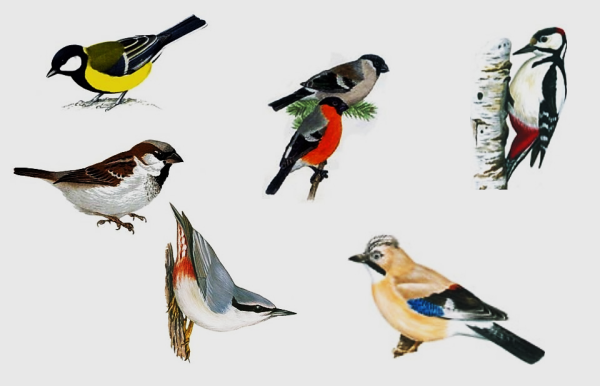 Зимующие птицы для дошкольников