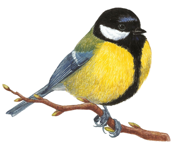 Синичка на белом фоне