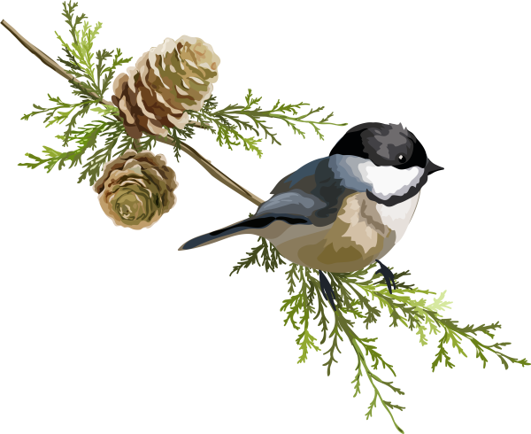 Зимние птицы на белом фоне