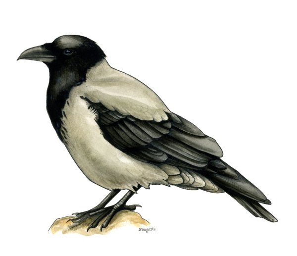 Дети ворона