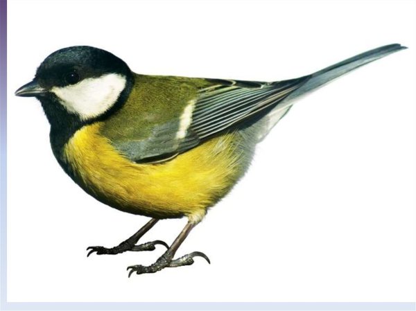 Синичка на белом фоне