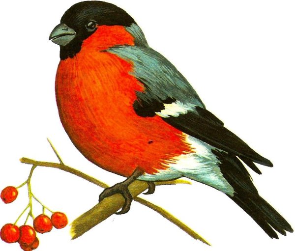 Снегирь картинка для детей