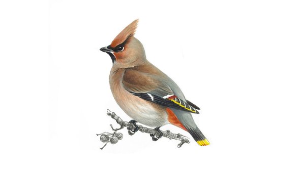 Свиристель зимующая птица для детей