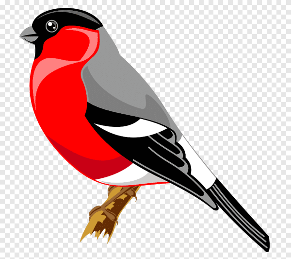 Снегирь рисунок