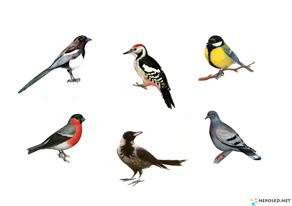 Снегирь синица свиристель