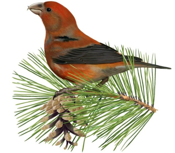 Клест и синица